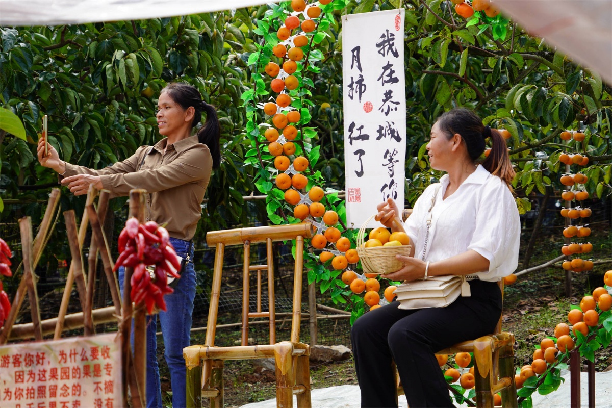 恭城“丰”景如画“柿”业红